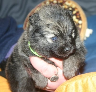 Les chiots de Spitz allemand