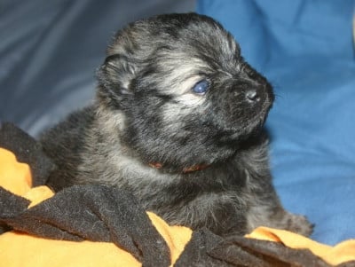 Les chiots de Spitz allemand