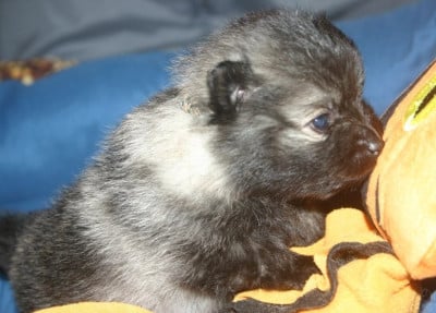 Les chiots de Spitz allemand