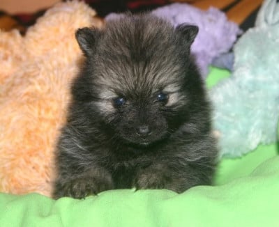 Les chiots de Spitz allemand