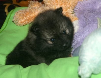 Les chiots de Spitz allemand