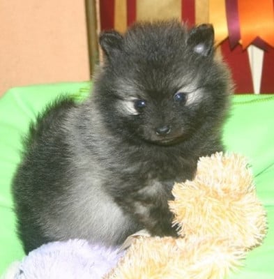 Les chiots de Spitz allemand