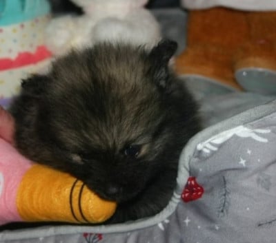 Les chiots de Spitz allemand