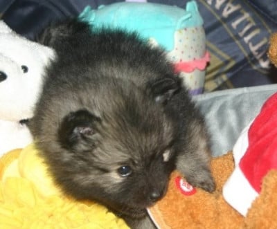 Les chiots de Spitz allemand