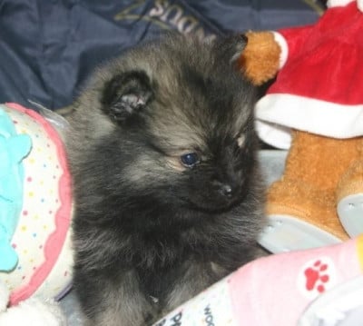 Les chiots de Spitz allemand