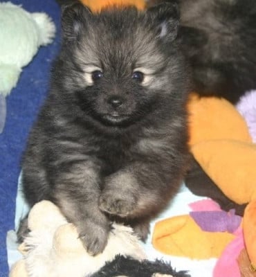Les chiots de Spitz allemand