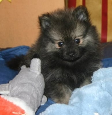 Les chiots de Spitz allemand