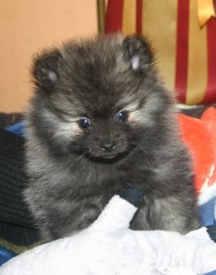 Les chiots de Spitz allemand