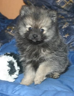 Les chiots de Spitz allemand