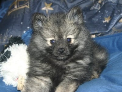 Les chiots de Spitz allemand