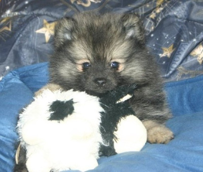 Les chiots de Spitz allemand