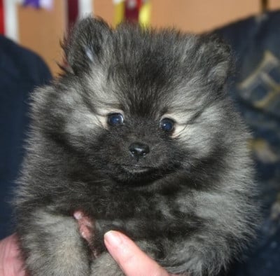 Les chiots de Spitz allemand