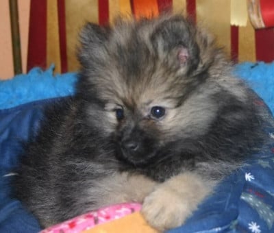 Les chiots de Spitz allemand