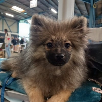 Les chiots de Spitz allemand