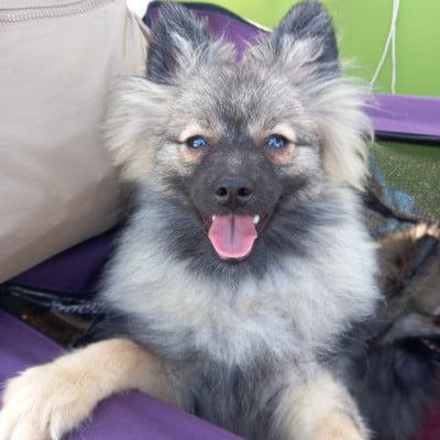 Les chiots de Spitz allemand