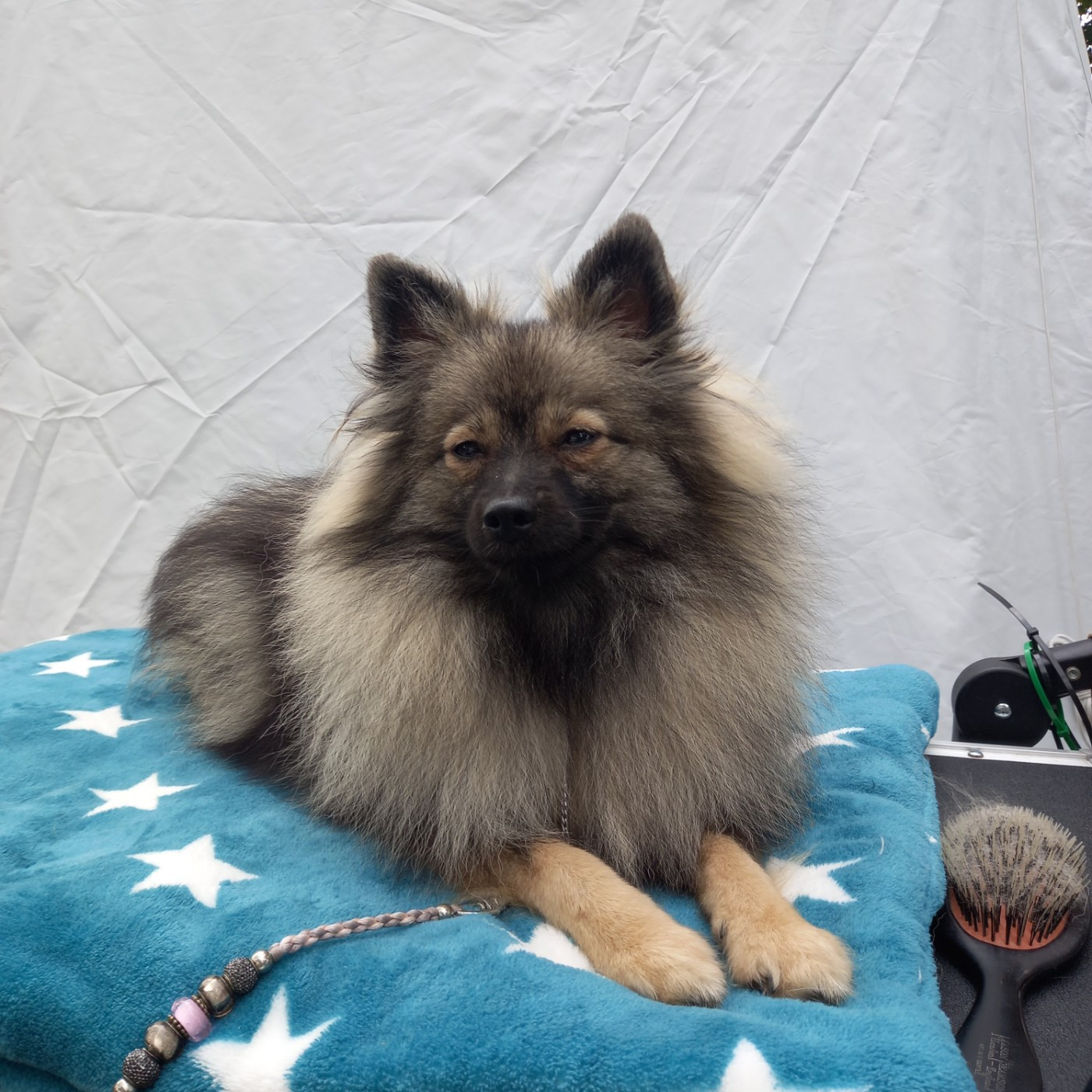 Arwen Grey Wolf Des Fées Du Pays Noir - 1ère Très Prometteur Meilleur Puppy
