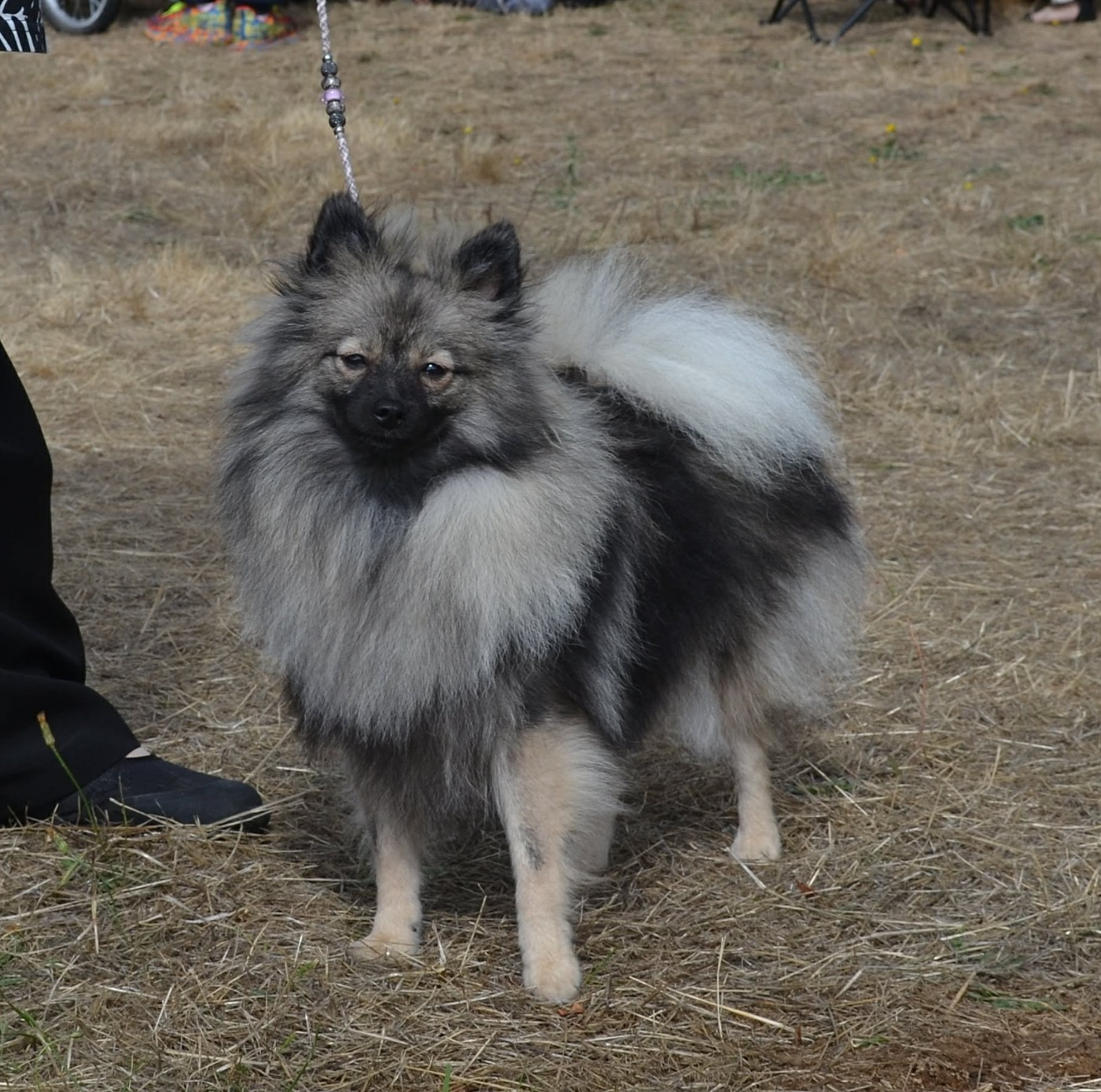 Arwen Grey Wolf Des Fées Du Pays Noir - 1ère Excellent CACS JEUNE Meilleur Jeune Meilleur de Race