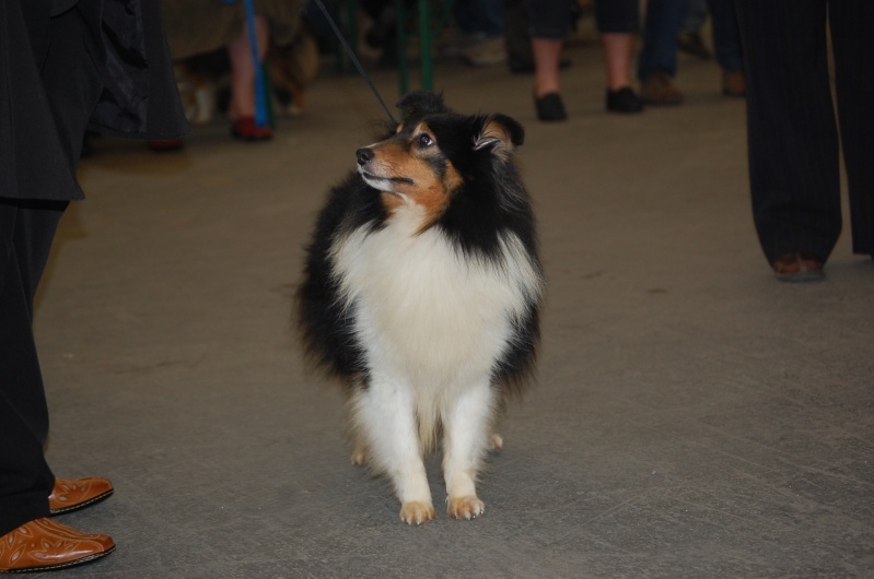 CH. Uzul black Des Fées Du Pays Noir - 1er Excellent