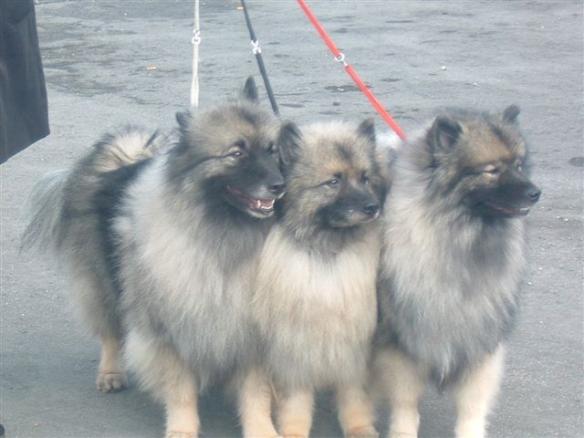 CH. Desdémona D'Arlande - 1ère EXC Meilleur Champion