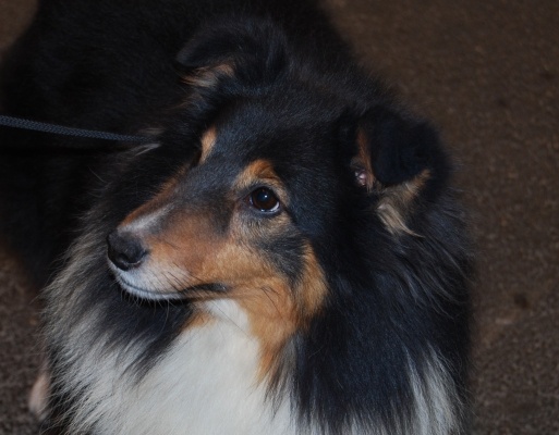 CH. Uzul black Des Fées Du Pays Noir - 1er Excellent CACIB