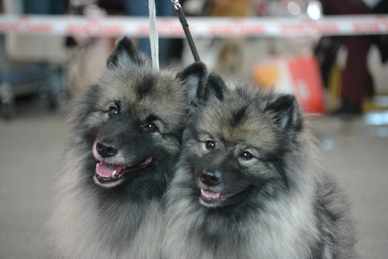 CH. Desdémona D'Arlande - 1ère EXC CACIB MEILLEUR DE RACE