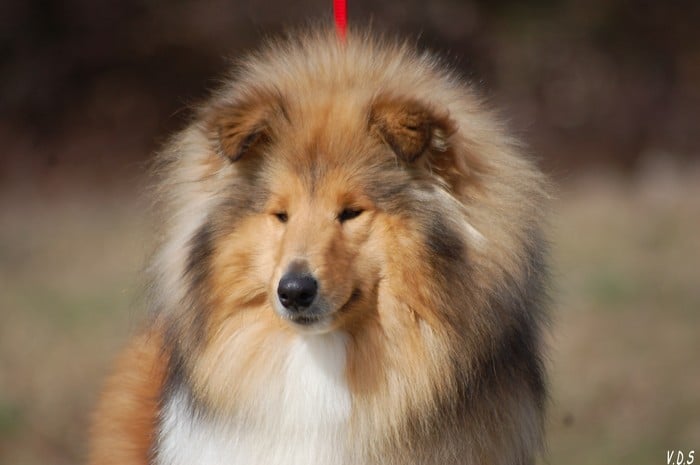 Publication : de la Passion d'une Vie Auteur : virginire ragnueneau