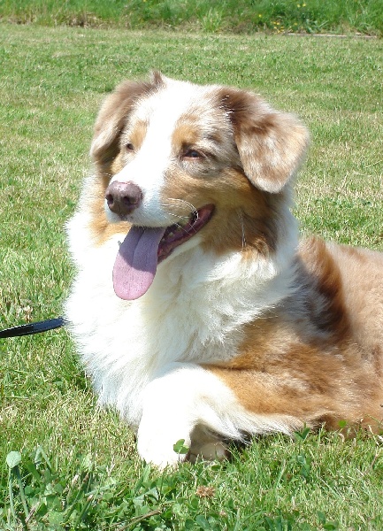 Tycoon Du clos des duchesses