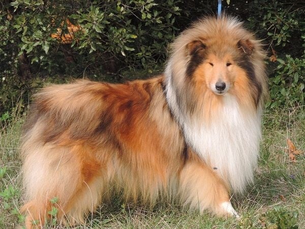 Publication : de la Passion d'une Vie