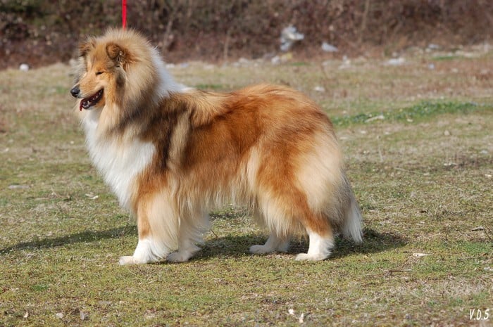 Publication : de la Passion d'une Vie Auteur : virginire ragnueneau