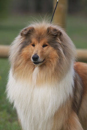 Favorite girl de la Passion d'une Vie