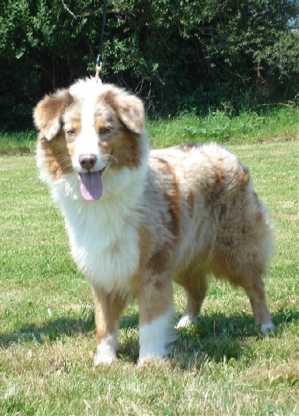 Tycoon Du clos des duchesses