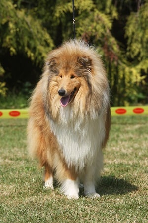 Publication : de la Passion d'une Vie