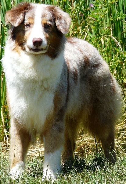 Tycoon Du clos des duchesses