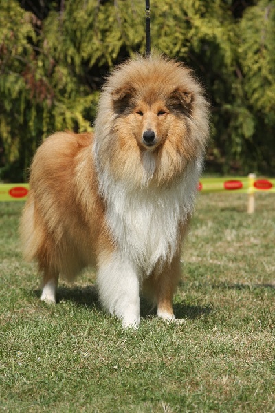 Favorite girl de la Passion d'une Vie