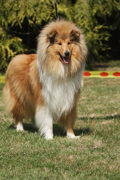 Favorite girl de la Passion d'une Vie