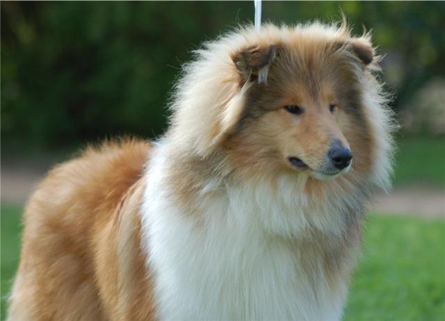 Publication : de la Passion d'une Vie Auteur : virginire ragnueneau