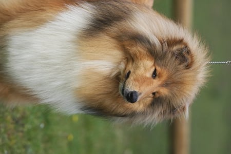 Ghost whisperer de la Passion d'une Vie