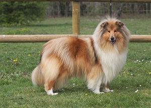 Favorite girl de la Passion d'une Vie