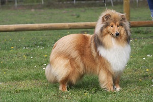 Ghost whisperer de la Passion d'une Vie