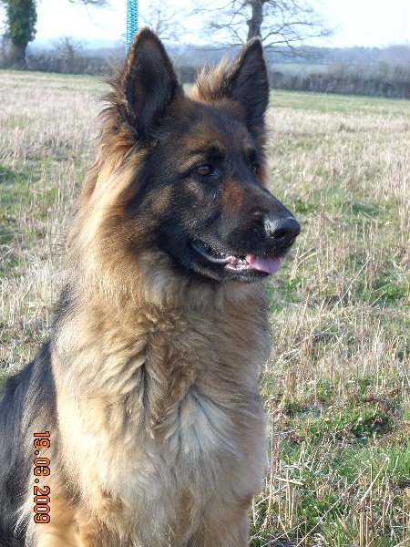 A'youkie de la Passion d'une Vie