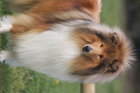 Publication : de la Passion d'une Vie