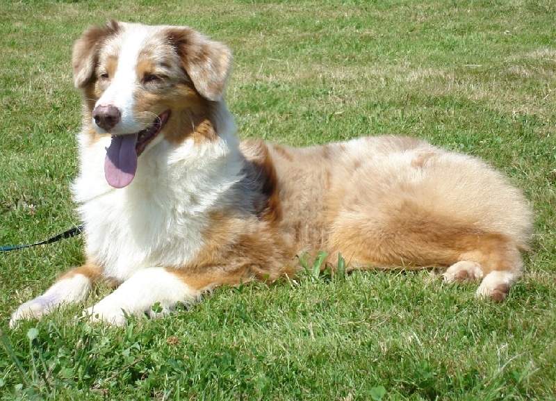 Tycoon Du clos des duchesses