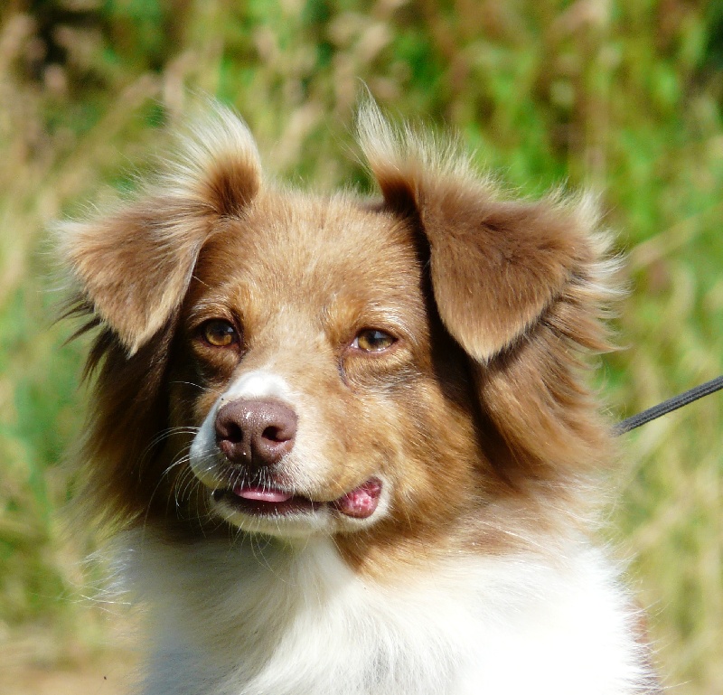 Publication : Des doux angelots