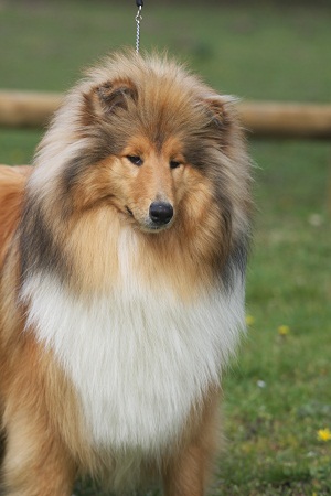 Ghost whisperer de la Passion d'une Vie