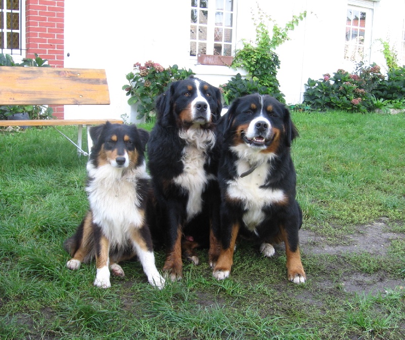 Photo Elevage de la Passion d