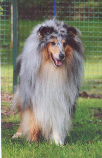 Scott blue Du clos des centaures - CACS - BOB