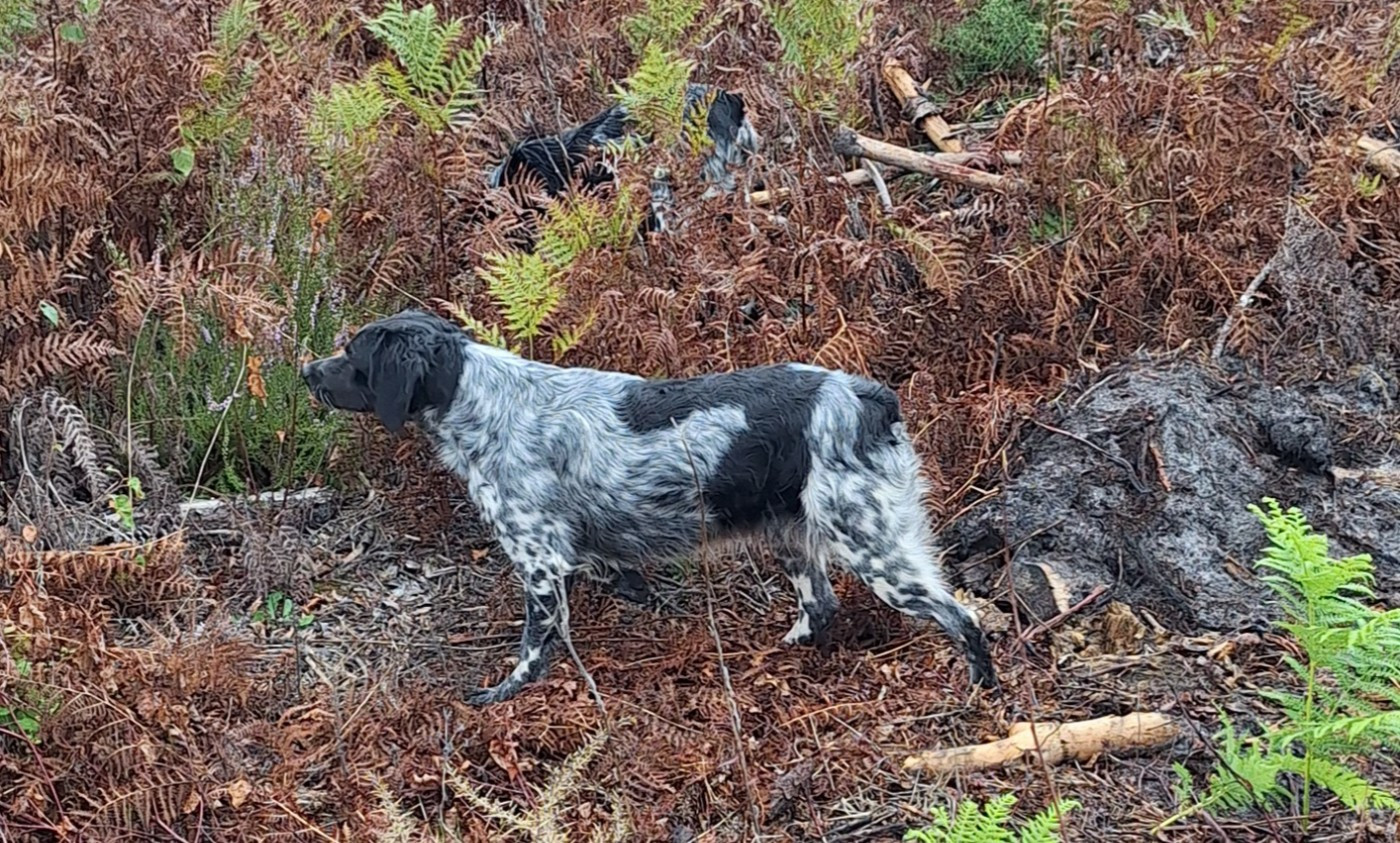 Tcheuky Des caprices de solmar