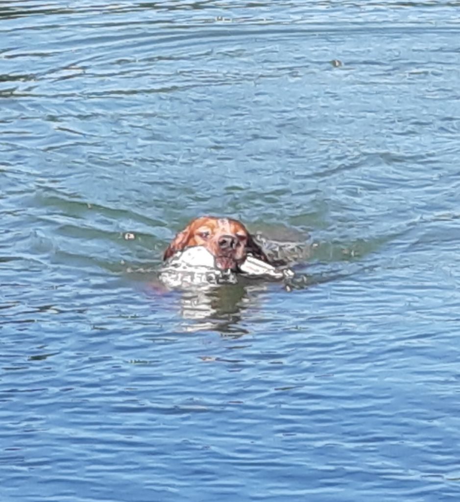 Publication : Des caprices de solmar Auteur : Isabelle