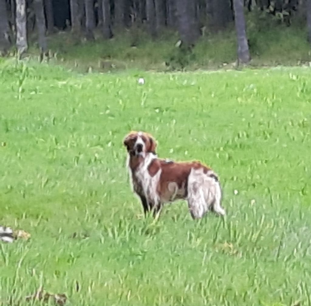 Publication : Des caprices de solmar Auteur : Isabelle