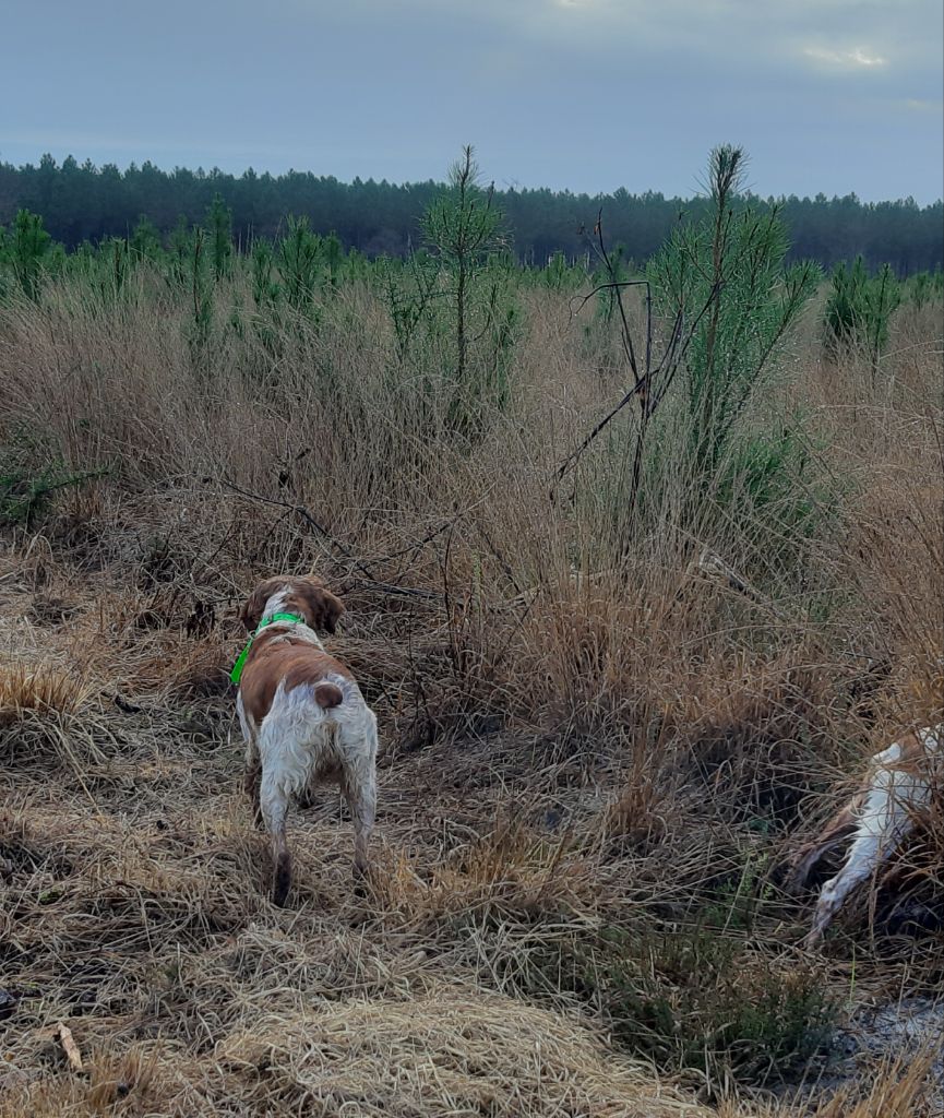 Publication : Des caprices de solmar Auteur : Isabelle